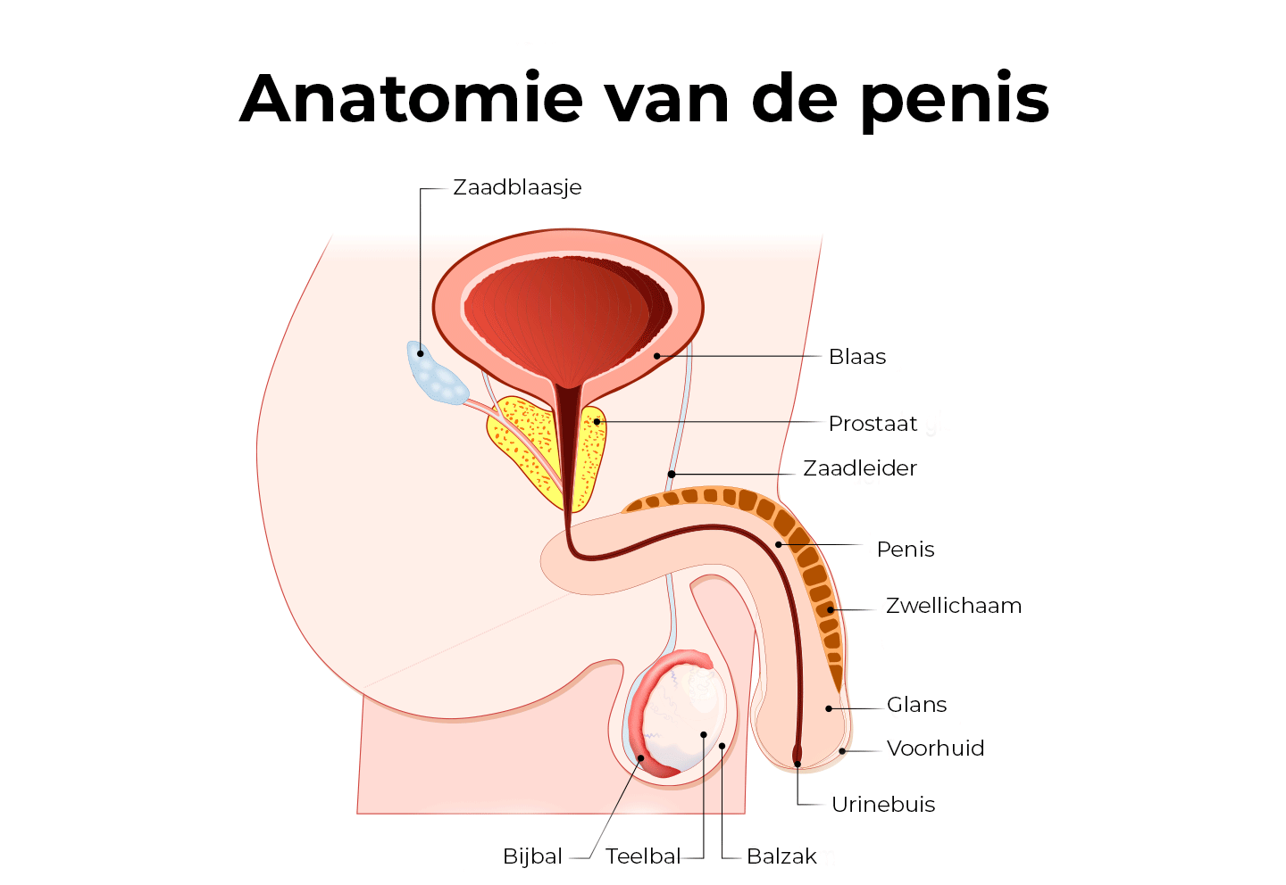 anatomie penis