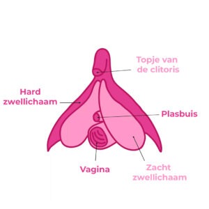 clitoris
