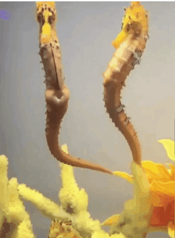 zeepaardje Monogamie